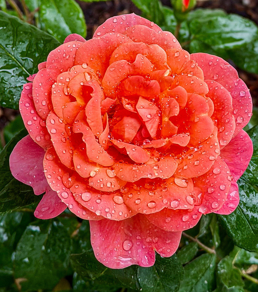 Wandbild Rose Orange Rosa - Modernes Poster & Natur Fotokunst | Dieses romantische Rosen Wandbild bringt als hochwertiges Poster oder edler Kunstdruck warme Farben und natürliche Eleganz in deine Wohnräume. Die detailreiche Nahaufnahme zeigt eine edle Beetrose (ähnlich der Sorte Sugar Candy) mit wunderschönen orange-rosa Blütenblättern voller glitzernder Wassertropfen direkt nach dem Regen. Als stilvolle Wanddeko passt diese moderne Fotokunst perfekt im gemütlichen Landhausstil ins Wohnzimmer oder Schlafzimmer. Wähle jetzt deine Wunschgröße und dein bevorzugtes Material wie Leinwand, Alu-Dibond oder Acrylglas und bestelle diesen floralen Blickfang direkt im Shop zu dir nach Hause! - Realisiert mit Pictrs.com