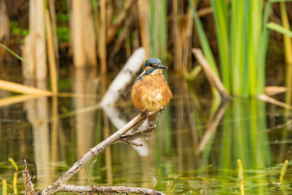 Eisvogel-8444-Verbessert-RR-Bearbeitet | Holzisphotography, Landschaftsfotografie, Wildlifefotogorafie - Realisiert mit Pictrs.com