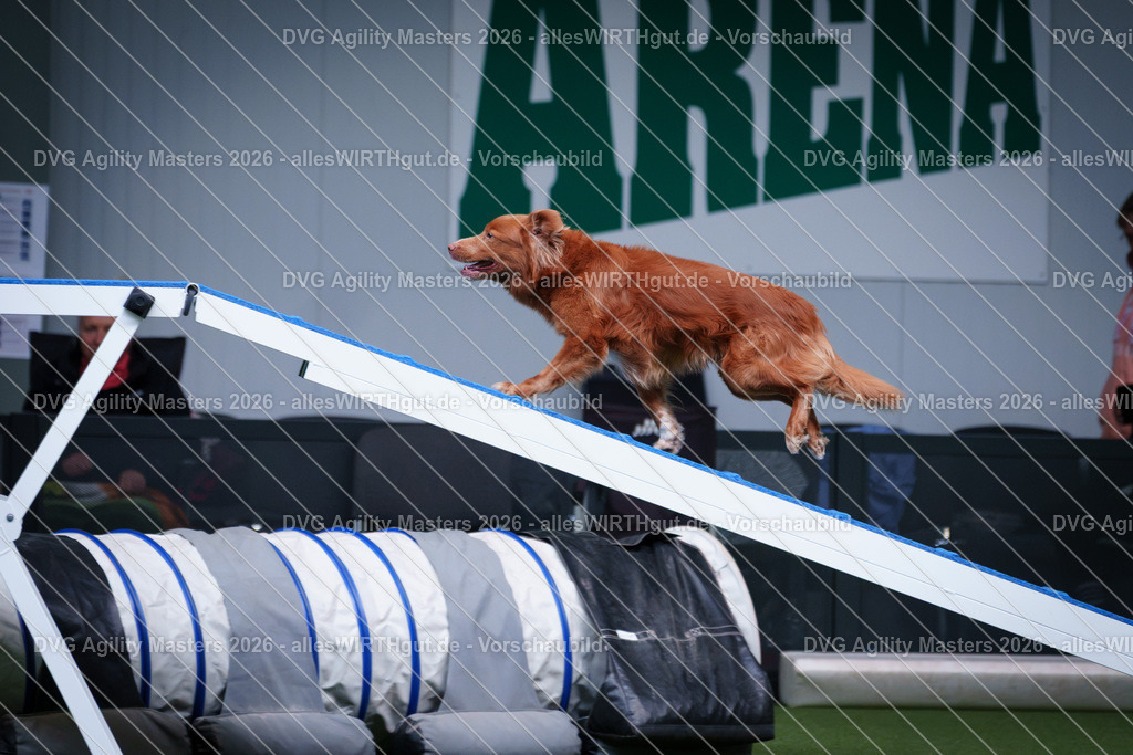 allesWIRTHgut_Tierfotografie-DVG_Agility_Masters_2026-12_35-7R502597 | Professionelle Tierfotografie in Mönchengladbach von Daniel Wirth (allesWIRTHgut). Liebevolle & natürliche Bilder von Hunden & Katzen für unvergessliche Erinnerungen.