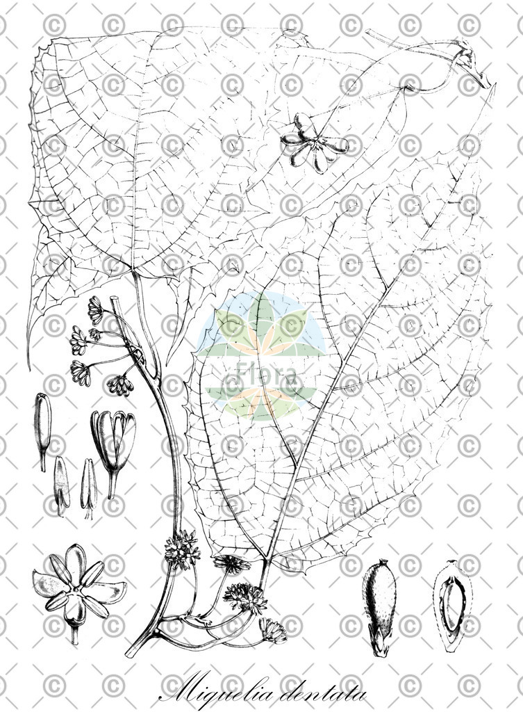 HistAbb_EMP_95443_1_SIMPLE | Historische Abbildung von Miquelia dentata - Icacinaceae | Historical Illustration of Miquelia dentata - Icacinaceae