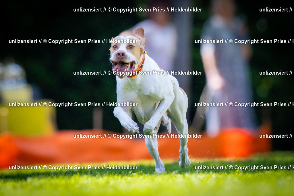 Sven Pries | 2025-08-10 - Hunderennen Durlach - Realisiert mit Pictrs.com