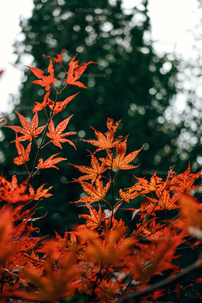 20221020_PaulHense_S0049_DSC00145 | paulhense - Realisiert mit Pictrs.com