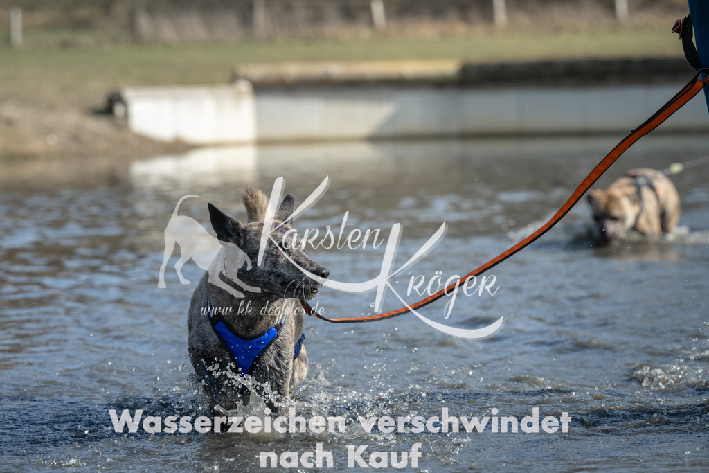 1332_ZZ97041 | kk-dogfotos