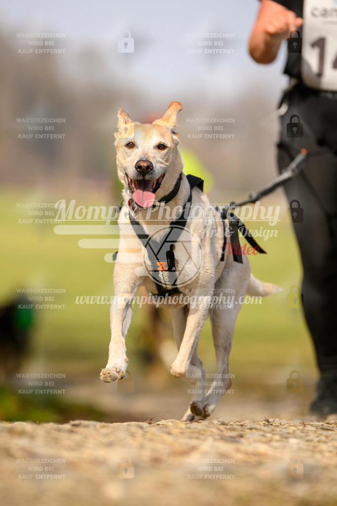 MompixPhotography_6ReiatRennen2026_SA_HappyDog-38 | PayLife