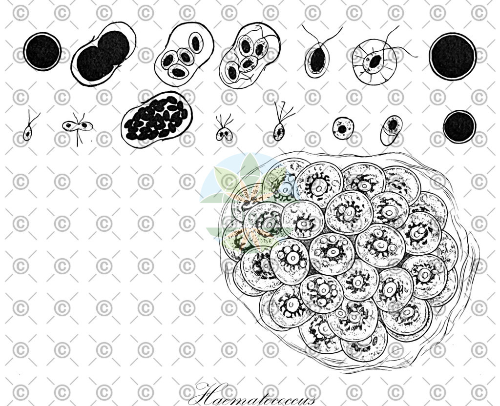 HistAbb_wfo-0000714120_1_ENZY_Simple | Historische Abbildung von Haematococcus - Haematococcaceae (0) | Historical Illustration of Haematococcus - Haematococcaceae (0)