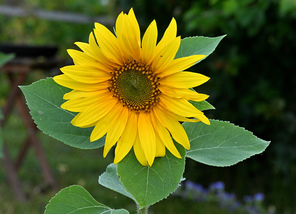 Sonnenblume02 | lucisnaturbilder - Realisiert mit Pictrs.com
