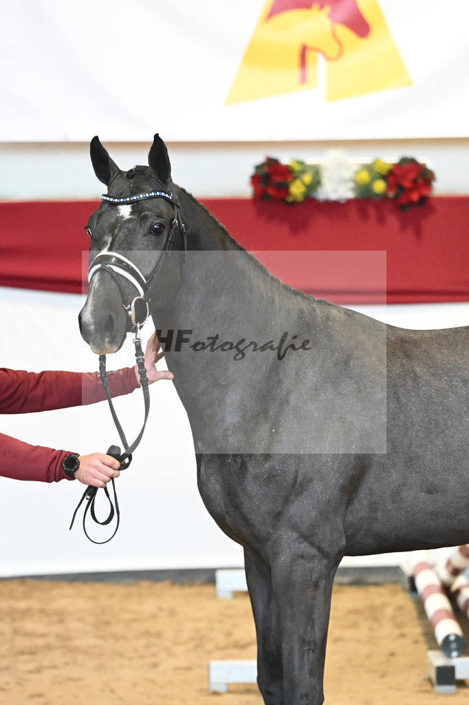 Kat-Nr. 35 Hickstead White x Alcatraz_Sommer_43231356 | hf-fotografie - Realisiert mit Pictrs.com