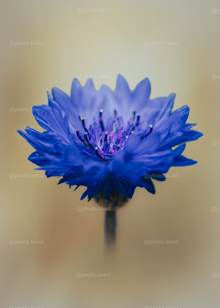 Blue Dream | Eine schöne blaue Kornblumenblüte. - Realisiert mit Pictrs.com