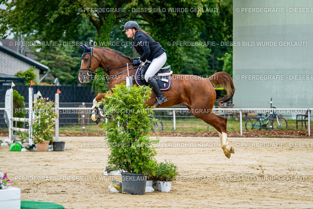 DSC02445 | Pferdegrafie