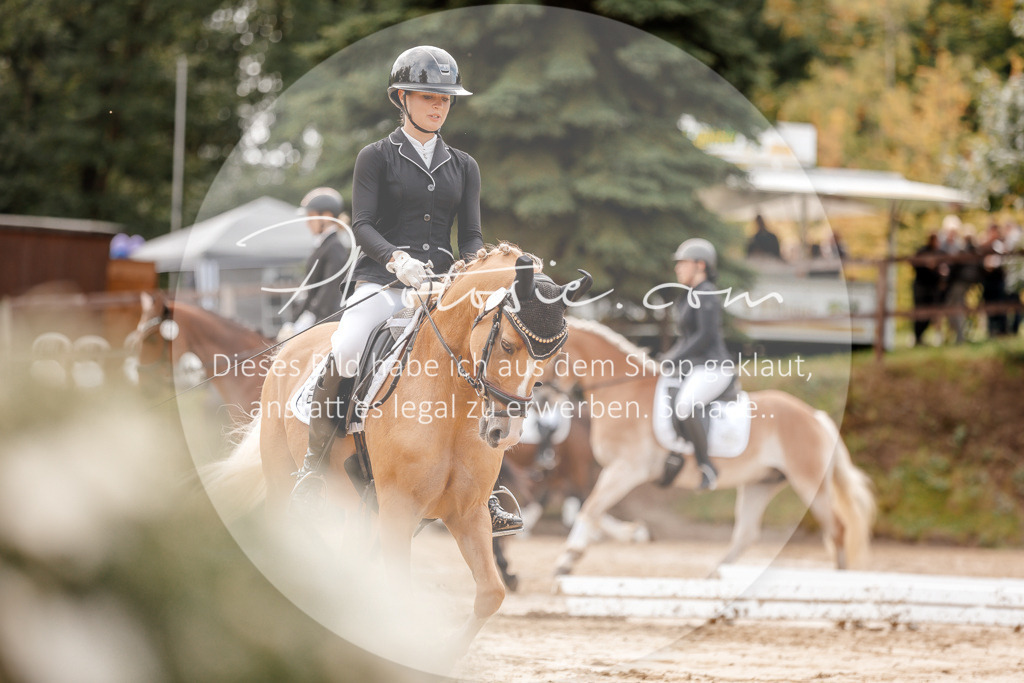 3I6A6912 | Stimmungsvolle Portraits und Reitsportfotografie im Ruhrgebiet und im Münsterland.

Pferdefotografie, Hundefotografie, Tierfotografie, Reportagen, Portraits von Tier und Mensch, Turnierfotografie in Bochum, Recklinghausen, Marl, Haltern am See, Dülmen.. - Realisiert mit Pictrs.com