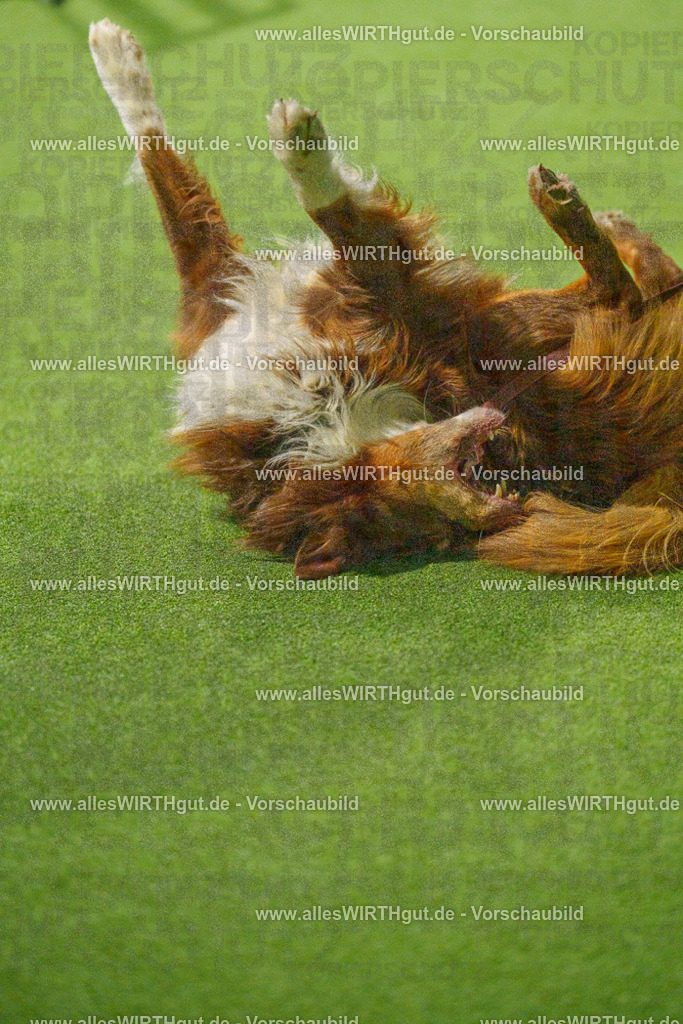 7R508842 | Professionelle Tierfotografie in Mönchengladbach von Daniel Wirth (allesWIRTHgut). Liebevolle & natürliche Bilder von Hunden & Katzen für unvergessliche Erinnerungen.