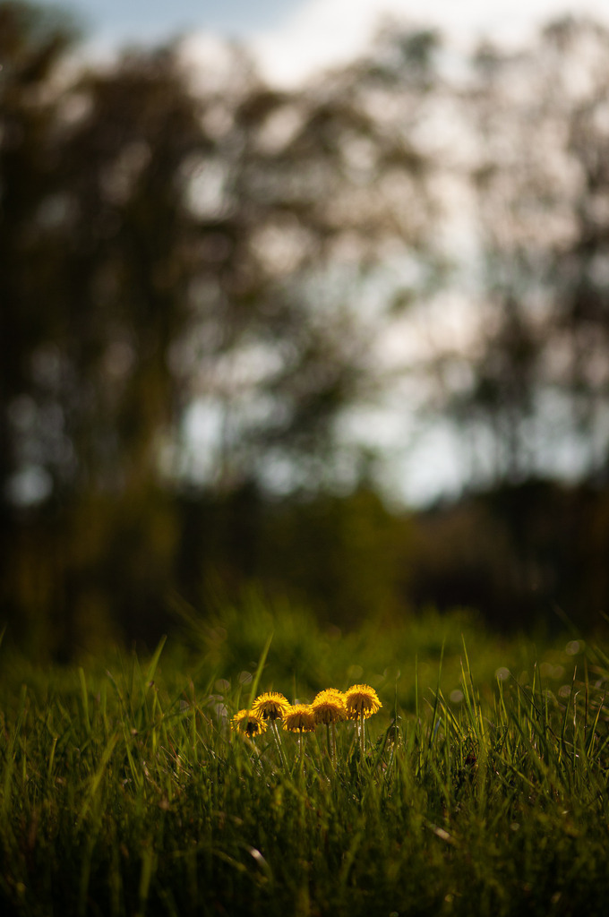 DSC_6736 | kaefersammler_roy - Realisiert mit Pictrs.com