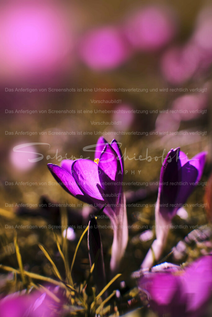 Wandbild Krokus - Pretty in Pink | People- und Tierfotografie, Imageaufnahmen, Veranstaltungsfotografie und Wandbilder aus der Natur ★ Made in Germany ✔️ Druck + Downloads ✔️ Naturfotografie in Top Qualität ★ schneller Versand, weltweite Lieferung! - Realisiert mit Pictrs.com