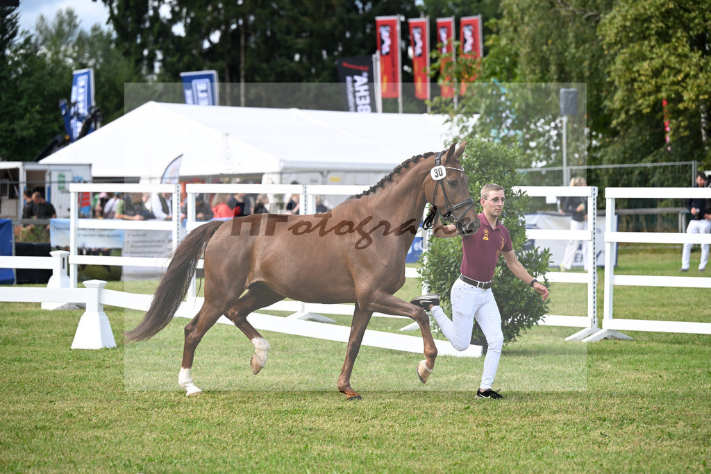 Kat-Nr. 30 Vaiana v. Vitalis_Weyland_30250755 | hf-fotografie - Realisiert mit Pictrs.com