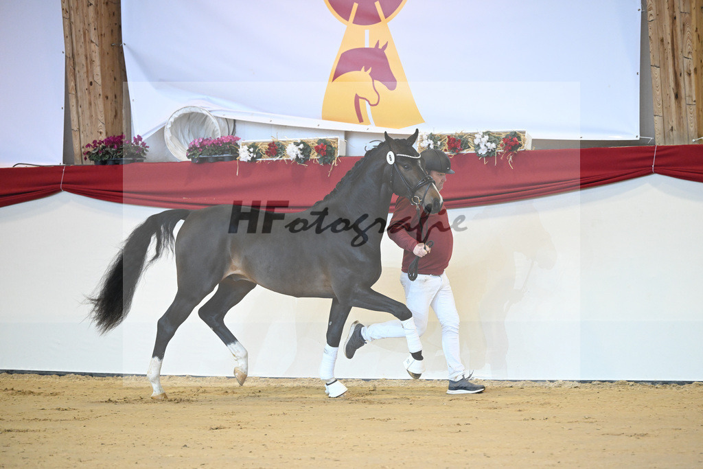 Kat-Nr. 8 Chaccos Son II_Schulze Averdiek_1231135 | hf-fotografie - Realizzato con Pictrs.com