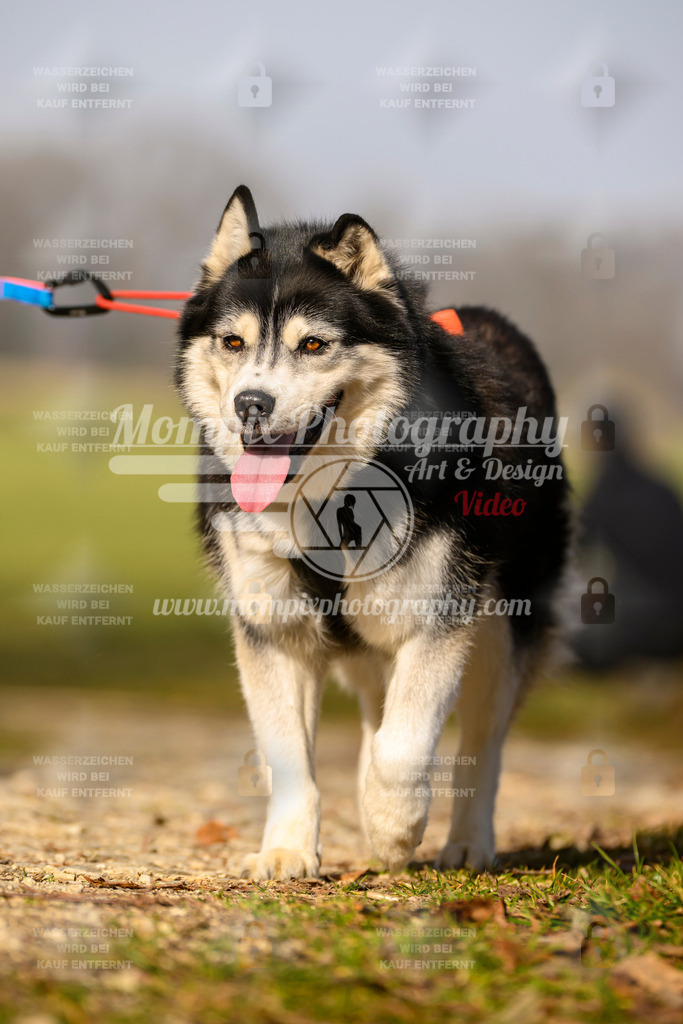 MompixPhotography_6ReiatRennen2026_SA_HappyDog-127 | PayLife