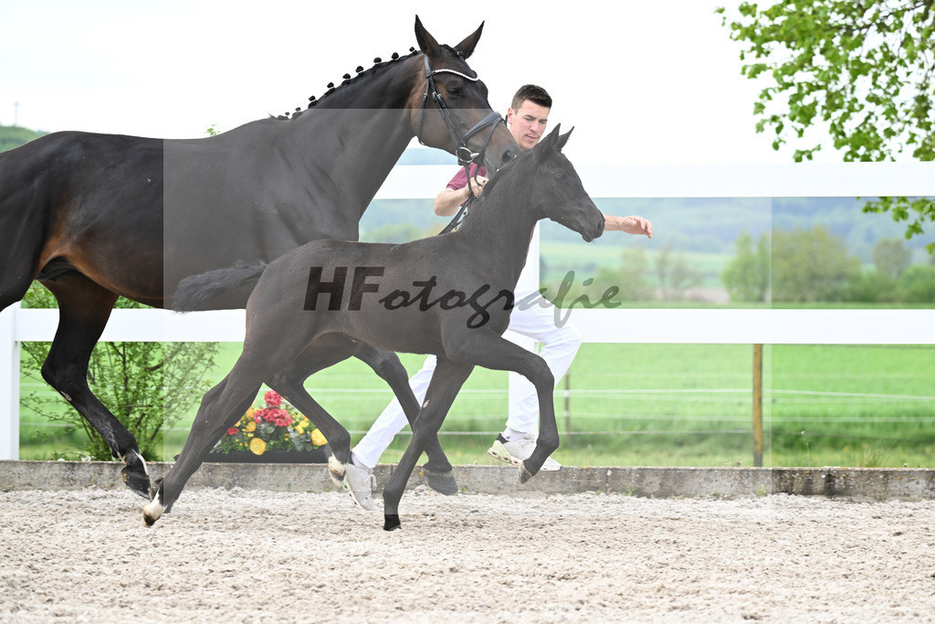 Kat-Nr. 1 SF St. Emilion x Rubin Royal_Gruber_23260044 | hf-fotografie - Realisiert mit Pictrs.com