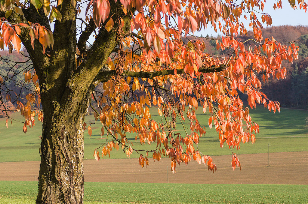 Baum mit farbigen Blättern | im Herbst. - Realisiert mit Pictrs.com