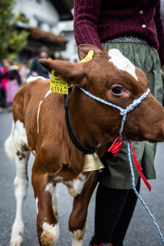 Rupertifest_Flachau_2k25_Webauflösung-187 | Bildershop Chri Fischbacher - Realisiert mit Pictrs.com