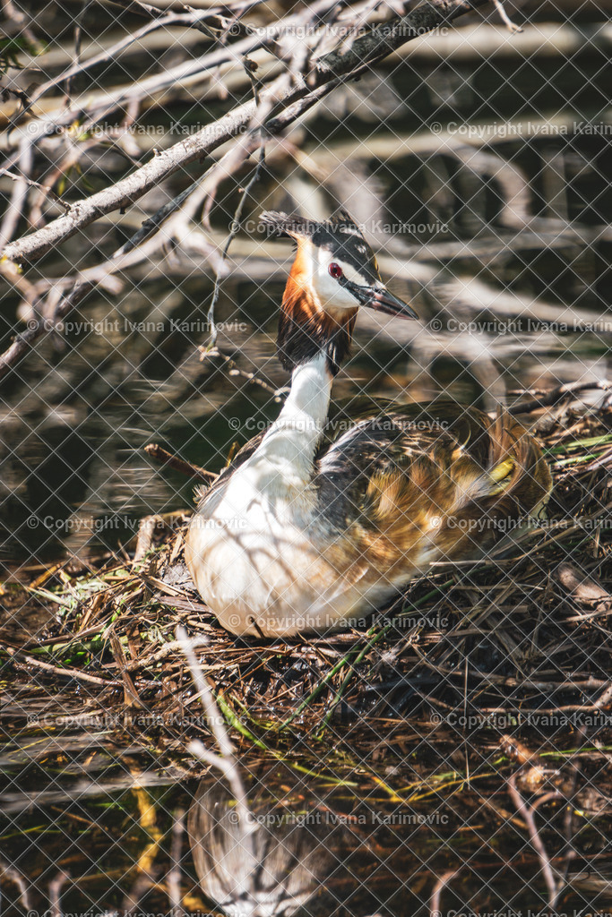 DSC03366 | ikphotography - Realisiert mit Pictrs.com