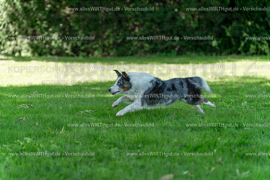 Hundeschwimmen_Volksbad_2026-allesWIRTHgut_Tierfotografie-2609061320-7R500627 | Professionelle Tierfotografie in Mönchengladbach von Daniel Wirth (allesWIRTHgut). Liebevolle & natürliche Bilder von Hunden & Katzen für unvergessliche Erinnerungen.