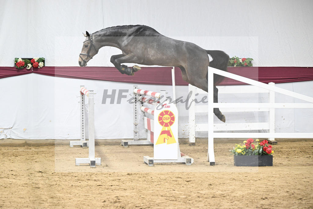 Kat-Nr. 4 Charthago Blue x Acorado_ECS Livestock BV_47253231 | hf-fotografie - Realisiert mit Pictrs.com