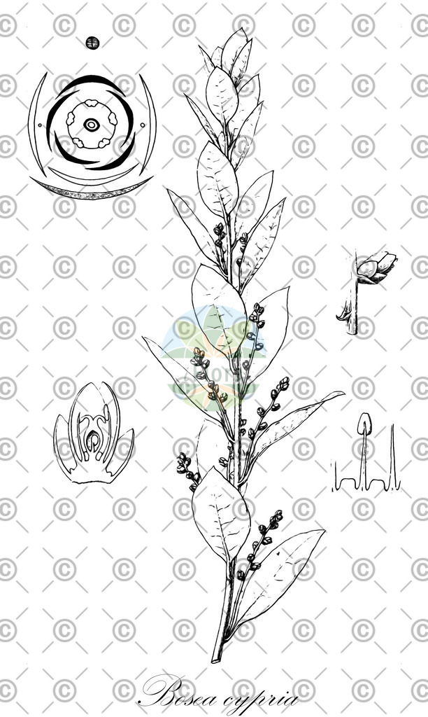 HistAbb_EMP_47768_1_SIMPLE | Historische Abbildung von Bosea cypria - Amaranthaceae | Historical Illustration of Bosea cypria - Amaranthaceae