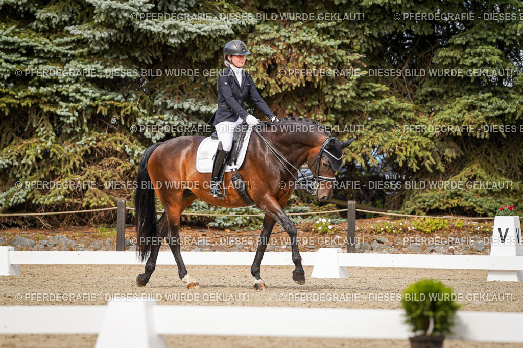 DSC06163 | Pferdegrafie