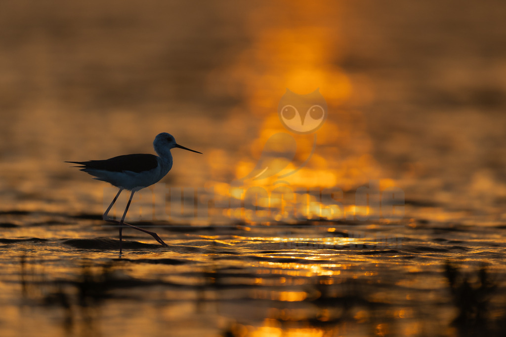 R5M22267_20260521 | Ein Stelzenläufer (Himantopus himantopus) schreitet elegant durch das flache Wasser bei Sonnenuntergang. Das Tier ist bekannt für seine auffallend langen, dünnen Beine und seinen schlanken Schnabel, mit dem es im Schlamm und Wasser nach Nahrung sucht. Die Art bewohnt bevorzugt Feuchtgebiete und ist ein charakteristischer Watvogel. Die goldenen Reflexionen des Sonnenlichts auf der Wasseroberfläche tauchen die Szene in eine warme, stimmungsvolle Atmosphäre. - Realisiert mit Pictrs.com