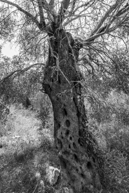Olive Baum / Olea europaea, Olivia / Olive tree | Kreative Fotografie von Fotoloft-MaciejRusinek aus Frankfurt am Main. Große Motivauswahl in individuell ausgewählten Formaten auf unterschiedlichen Materialien. Bestellen bequem online.
Preise sind variable, je nach Material und Größe. 
 - Realisiert mit Pictrs.com