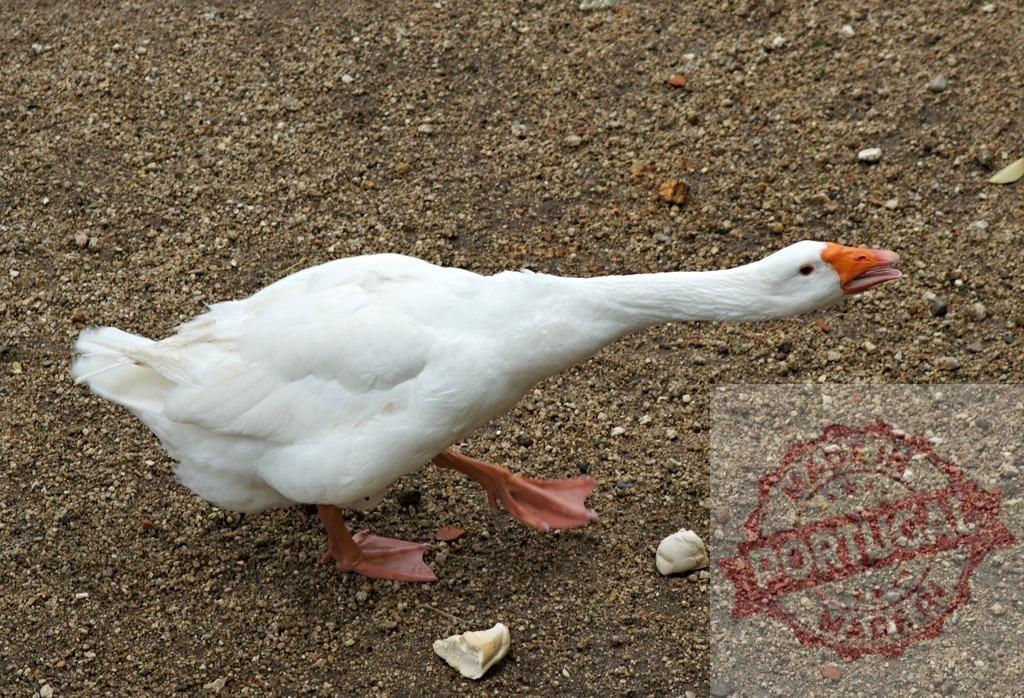 White goose hissing aggressively on brown ground | White goose stretching neck and opening beak, showing aggressive behavior outdoors - Realized with Pictrs.com