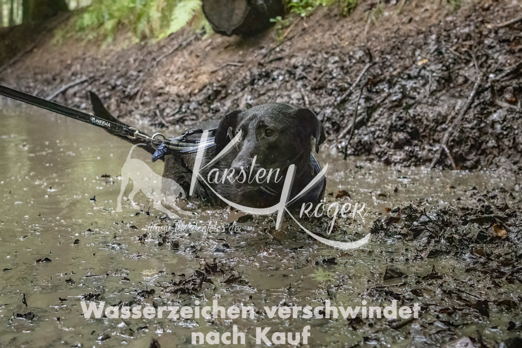 1312_ZZ91717-Bearbeitet | kk-dogfotos