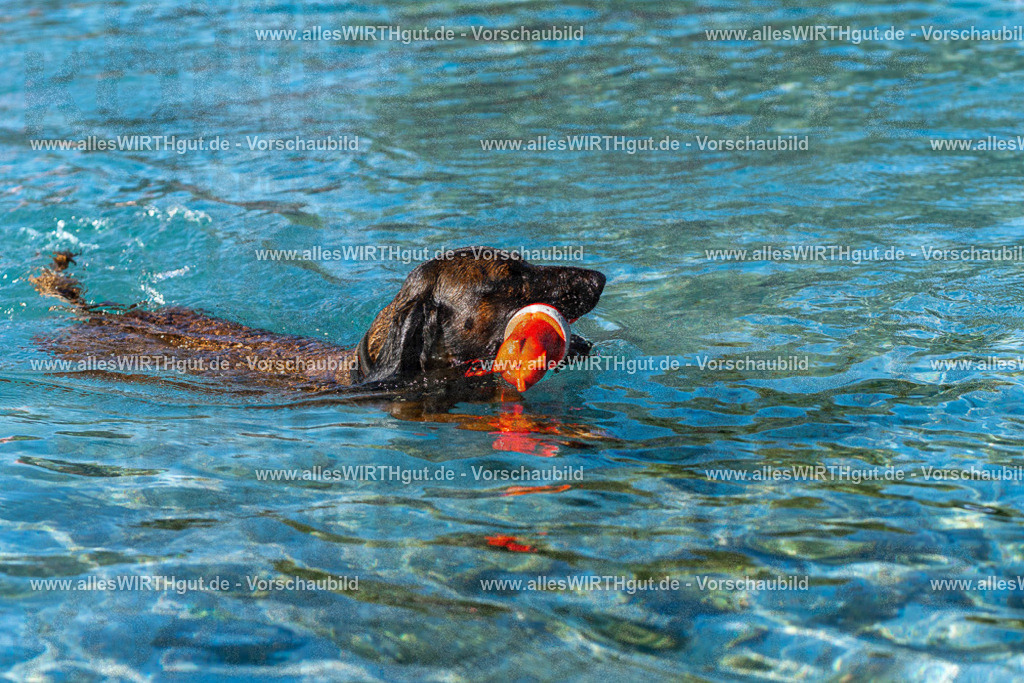 Hundeschwimmen_Volksbad_2026-allesWIRTHgut_Tierfotografie-2609061028-FAY05899 | Professionelle Tierfotografie in Mönchengladbach von Daniel Wirth (allesWIRTHgut). Liebevolle & natürliche Bilder von Hunden & Katzen für unvergessliche Erinnerungen.