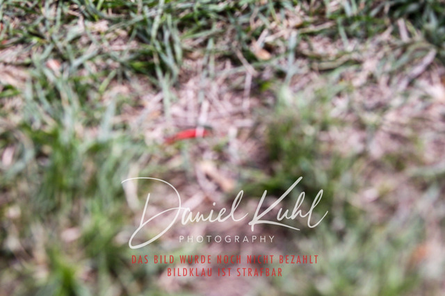 DKP40963 | Turniersportfotografie; Pferdefotografie; Dressurfotografie