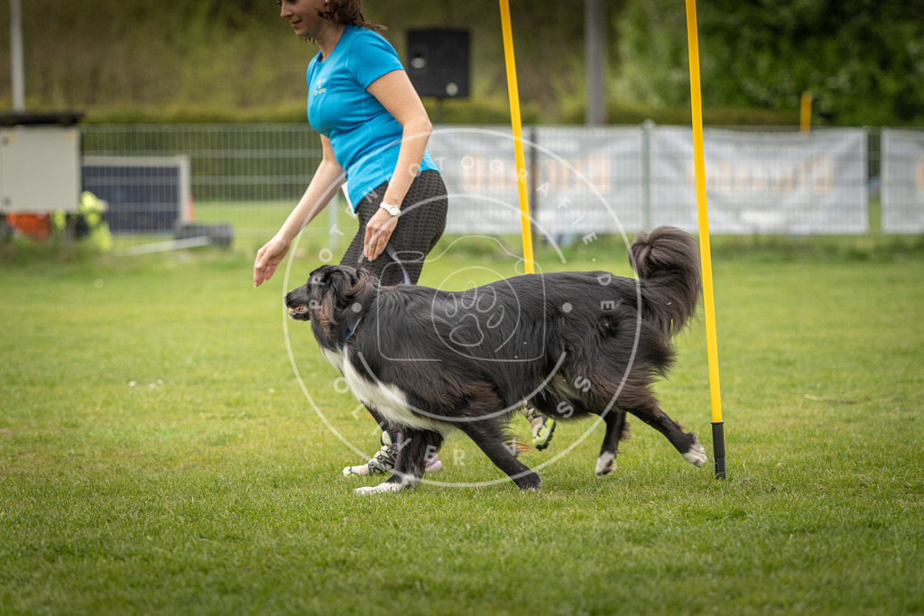 Pfotenfotografie_DV3A1698 | Hundefotografie, Tierfotograf, Pfotenfotografie, Fotoshooting Hund, Hunde Portrait, Hundesport, Hundeportraits, Heideshooting, Hunde, Sportfotograf, Hundefotograf, Turnierhundsport, THS,  - Realisiert mit Pictrs.com