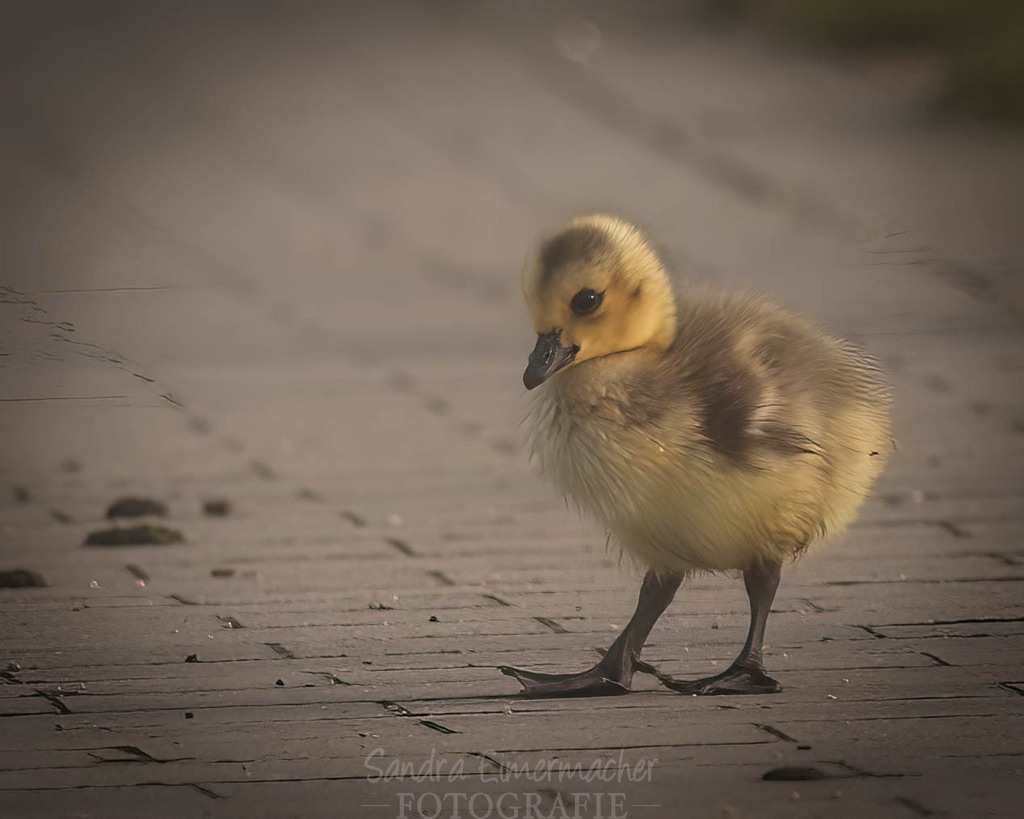 _W5A7683-Bearbeitet-Bearbeitet | Sich an die einzigartigen Momente der Natur und Landschaft sowie die Begegnung mit heimischen wilden Tieren zu erinnern, dies kann man anhand den Bilder der Natur und Landschaftsfotografin Sandra Eimermacher.  - Realisiert mit Pictrs.com