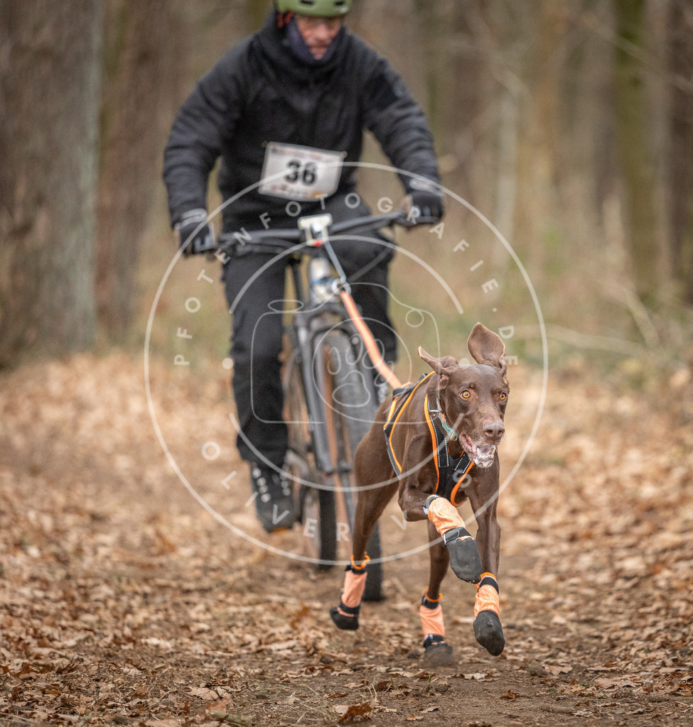 Pfotenfotografie_DV3A0068 | Hundefotografie, Tierfotograf, Pfotenfotografie, Fotoshooting Hund, Hunde Portrait, Hundesport, Hundeportraits, Heideshooting, Hunde, Sportfotograf, Hundefotograf, Turnierhundsport, THS,  - Realisiert mit Pictrs.com