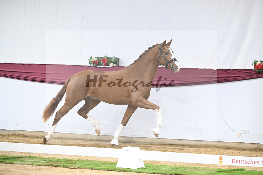 Kat-Nr. 140 Juwel x Vitalis_BG Westhoff u Rothenberger_47253150 | hf-fotografie - Realisiert mit Pictrs.com