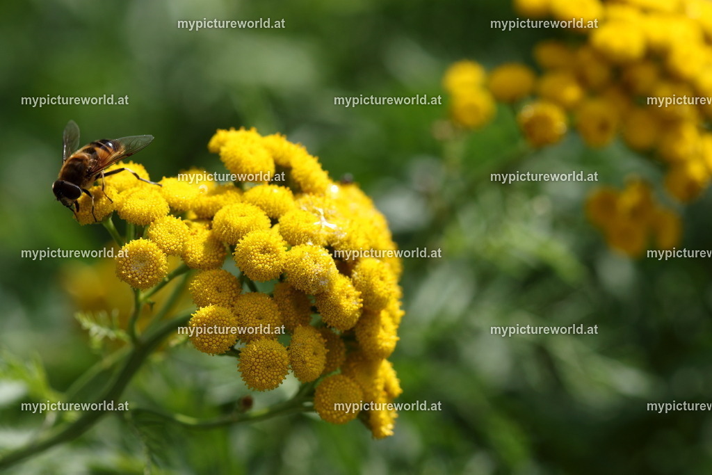 Rainfarn-002 | Das Bilderarchiv über Tiere, Planzen und Landschaften. In der Bilddatenbank finden Sie ein große Auswahl an hochwertigen Bilder für Ihre Werbung - Realized with Pictrs.com