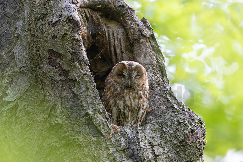 R5NF8804-20230517 | Eine der häufigsten Eulen in Deutschland ist der Waldkauz. Sein Verbreitungsgebiet erstreckt sich über weite Teile Mitteleuropas, und auch in Deutschland kommt er so gut wie überall vor. Passend zu seinem Namen brütet er vor allem in Wäldern, aber auch in Parks, Nistkästen oder manchmal in alten Scheunen. Er ist sehr anpassungsfähig und schläft teilweise sogar in Mauernischen. Als nachtaktiver Jäger erbeutet er hauptsächlich Mäuse und Insekten. - Realisiert mit Pictrs.com