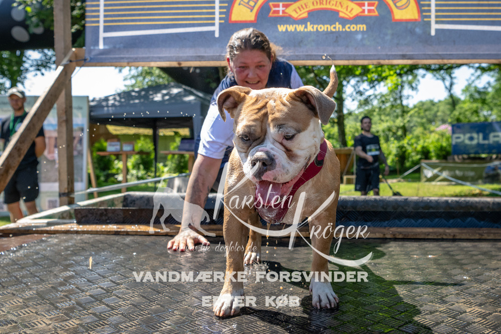 1249_ZZ92590 | kk-dogfotos