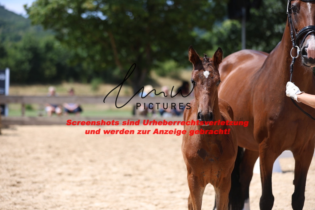 Fohlenschau_Schwäbisch_Hall_springbetonte_Fohlen_KN 31_8 | lmwpictures - Realisiert mit Pictrs.com