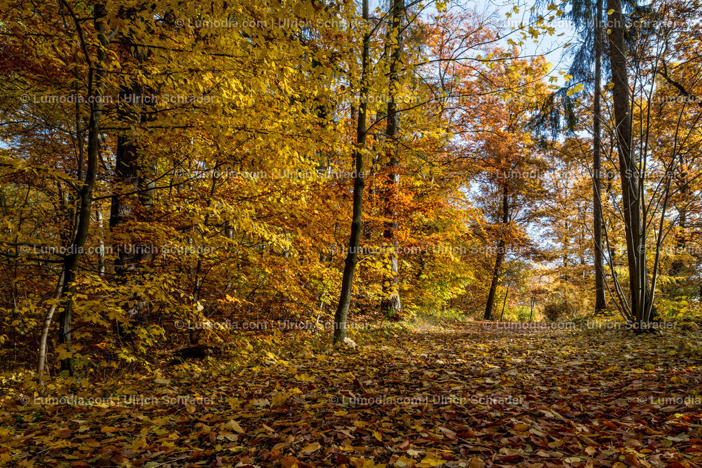 10049-4583 - Landschaftspark Degenershausen | Stockfoto und Bilderpool mit Bildmaterial aus Deutschland, dem Harz, Halberstadt, Quedlinburg, Wernigerode und weltweit. Qualitativ hochwertige und professionelle Fotos anschauen und kaufen. - Realisiert mit Pictrs.com