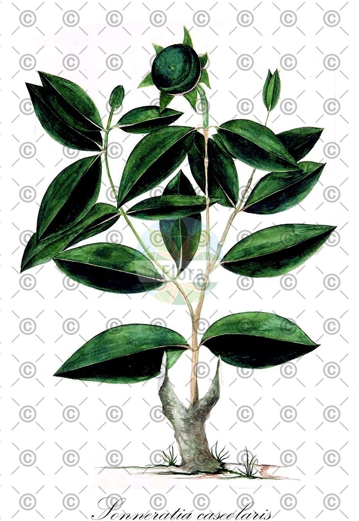 HistAbb_wfo-0001185401_1_ENZY_Simple | Historische Abbildung von Sonneratia caseolaris - Lythraceae | Historical Illustration of Sonneratia caseolaris - Lythraceae