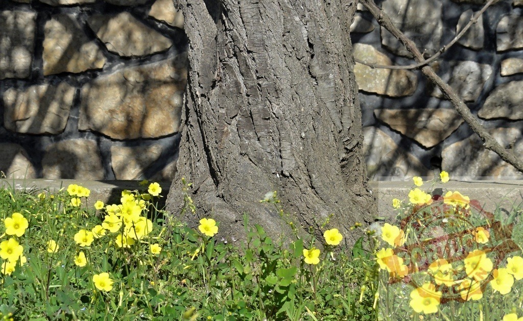 Tree trunk with yellow flowers by stone wall | Tree trunk with textured bark surrounded by vibrant yellow flowers and a stone wall - Realized with Pictrs.com