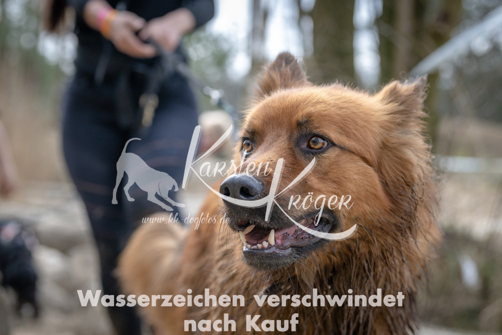 1222DSC_1376 | kk-dogfotos