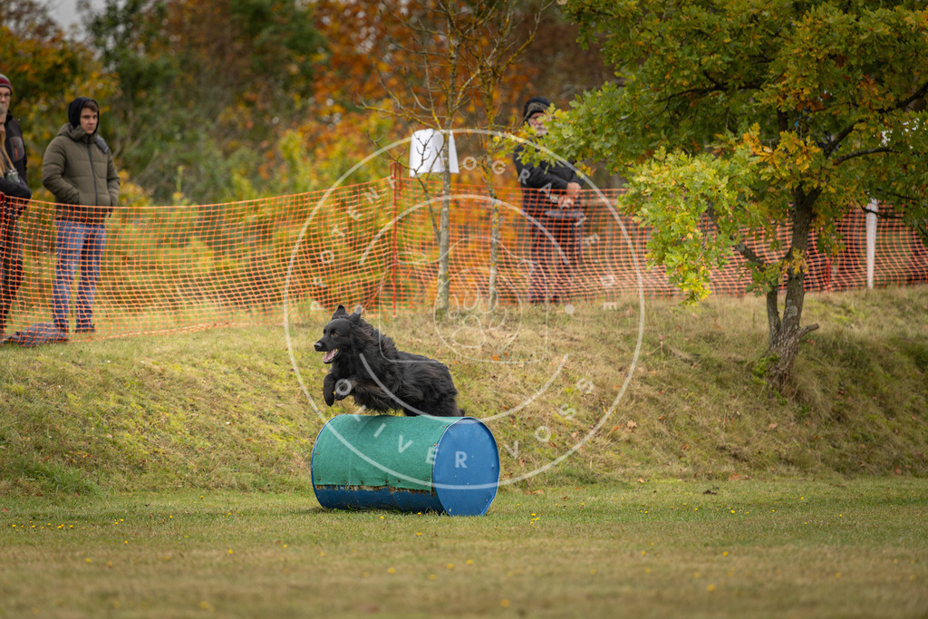 Pfotenfotografie_DV3A4398 | Hundefotografie, Tierfotograf, Pfotenfotografie, Fotoshooting Hund, Hunde Portrait, Hundesport, Hundeportraits, Heideshooting, Hunde, Sportfotograf, Hundefotograf, Turnierhundsport, THS,  - Realisiert mit Pictrs.com