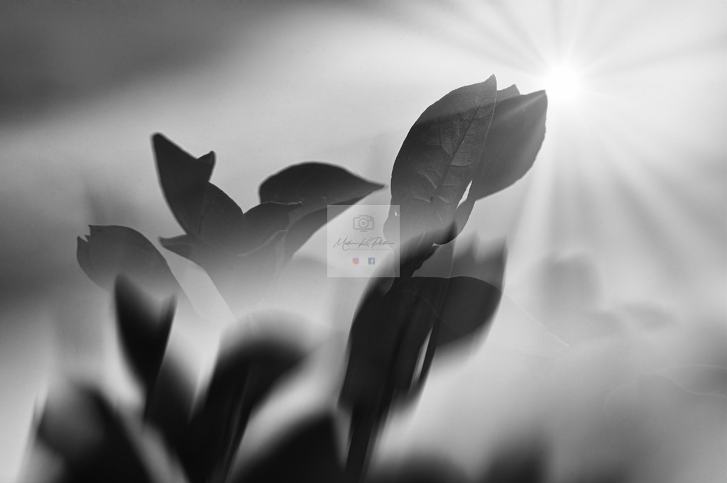 Makro - floral (103) | Buche Fotoshootings und entdecke hochwertige Fotoprodukte bei Mathias Ku Photos. Personalisiert, kreativ & mit Liebe zum Detail. Jetzt informieren! - Realisiert mit Pictrs.com