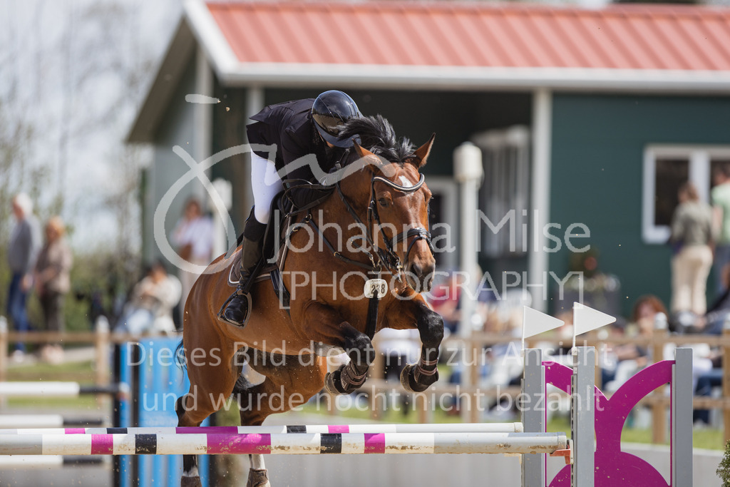 230501_SpengeW_M2St-150 | Deine schönsten Turniermomente als professionelle Fotos! Entdecke hochwertige Pferdesport-Fotografie im Online-Shop. Jetzt Fotos finden & bestellen!