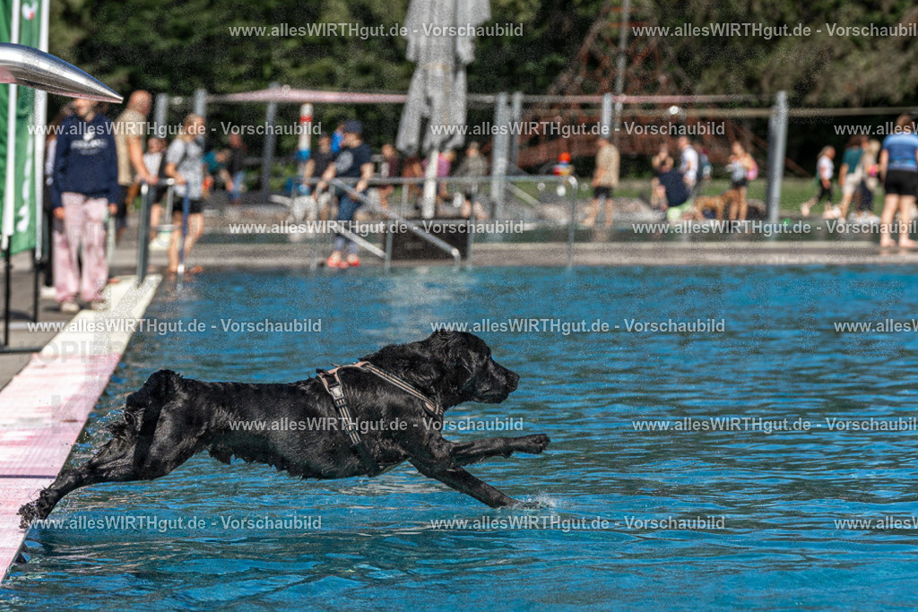 Hundeschwimmen_Volksbad_2026-allesWIRTHgut_Tierfotografie-2609061429-FAY06961 | Professionelle Tierfotografie in Mönchengladbach von Daniel Wirth (allesWIRTHgut). Liebevolle & natürliche Bilder von Hunden & Katzen für unvergessliche Erinnerungen.